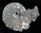Agate/Chalcedony Replaced Ammonite Fossil #25508-1